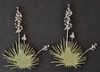 Flax image 0