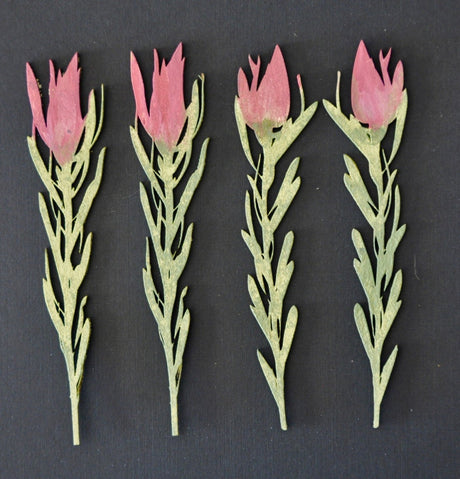 Proteas #1 Small image 0