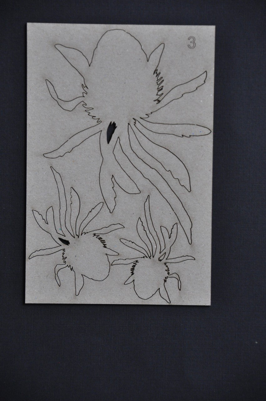 Banksia #3 image 1